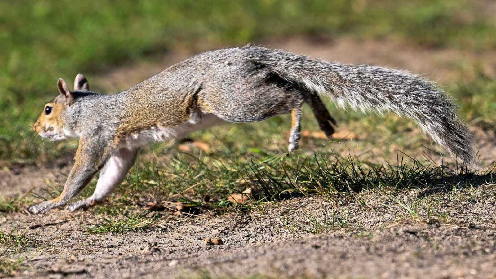 Watch: Squirrel interrupts Oklahoma-Ole Miss game, 'scores a TD'